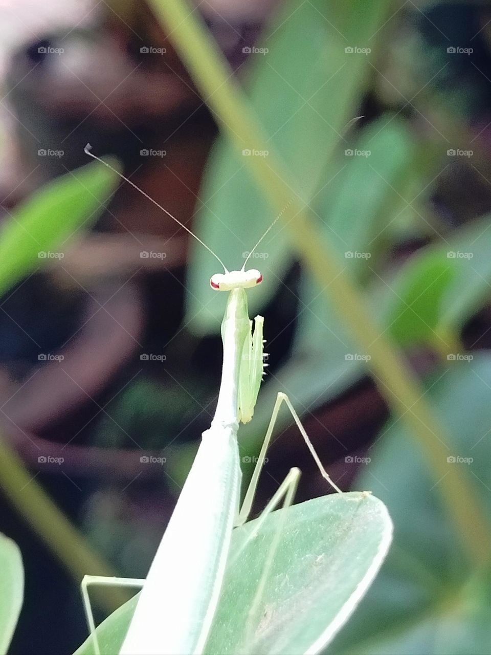 Green  praying mantis
