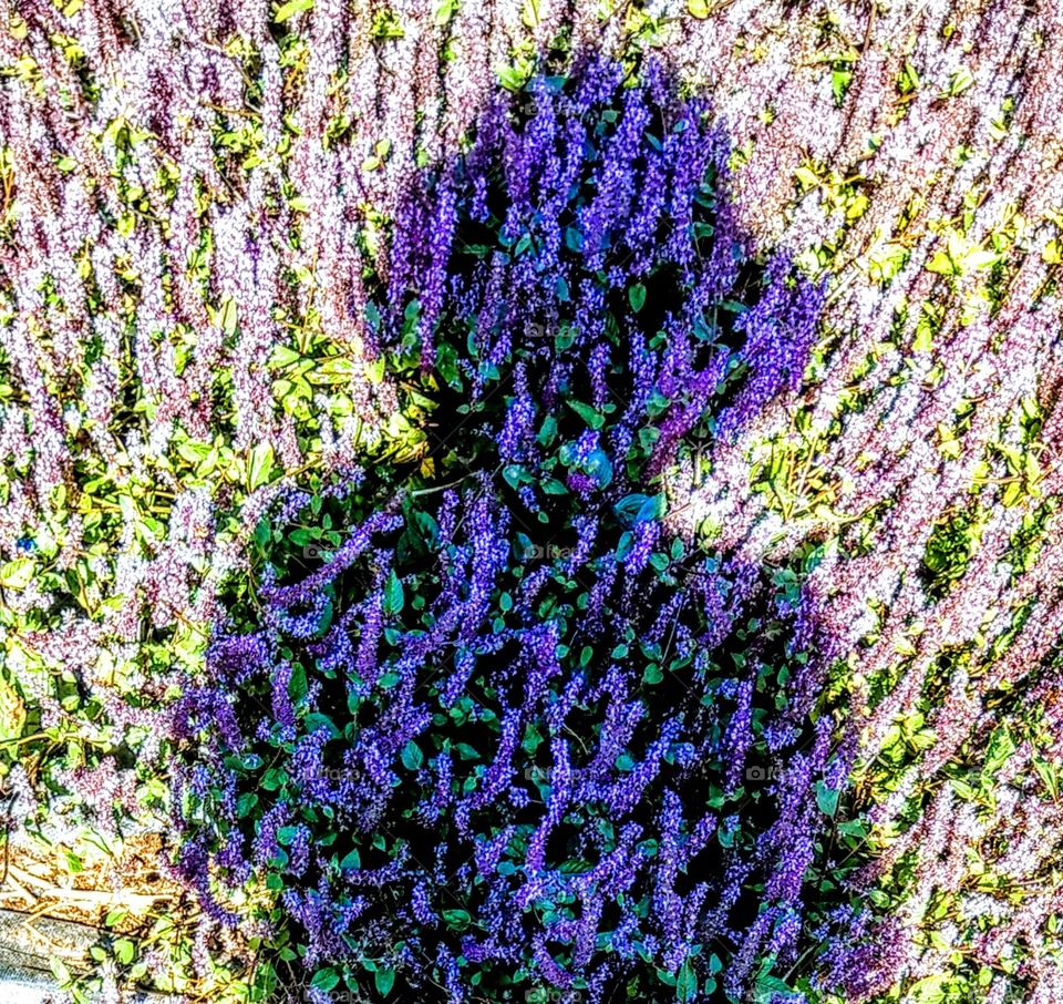 I stood at the field of Herb jelly(Hsian tsao) at noon, and took a photo to my shadow, beacause strong sunlight from upper rear that my shadow became dark and beautiful purple flower, this is a beautiful and happy memory that flower and me together.