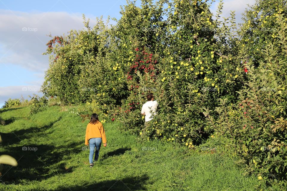 Apple picking 