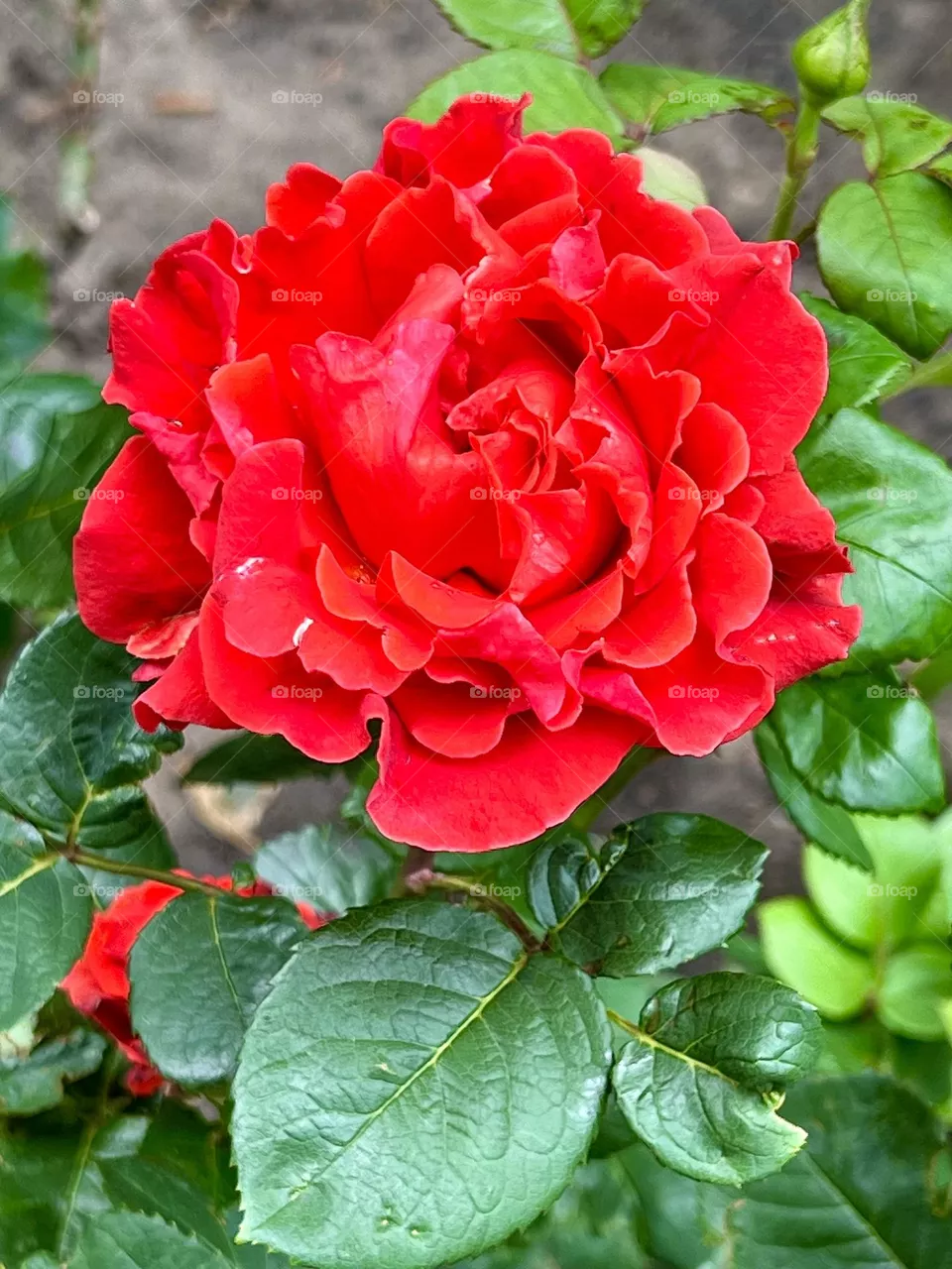 The photo features a large red rose as the centerpiece of the photo. Its rich red petals look velvety and delicate, tightly closed in the center and slightly open at the edges.
