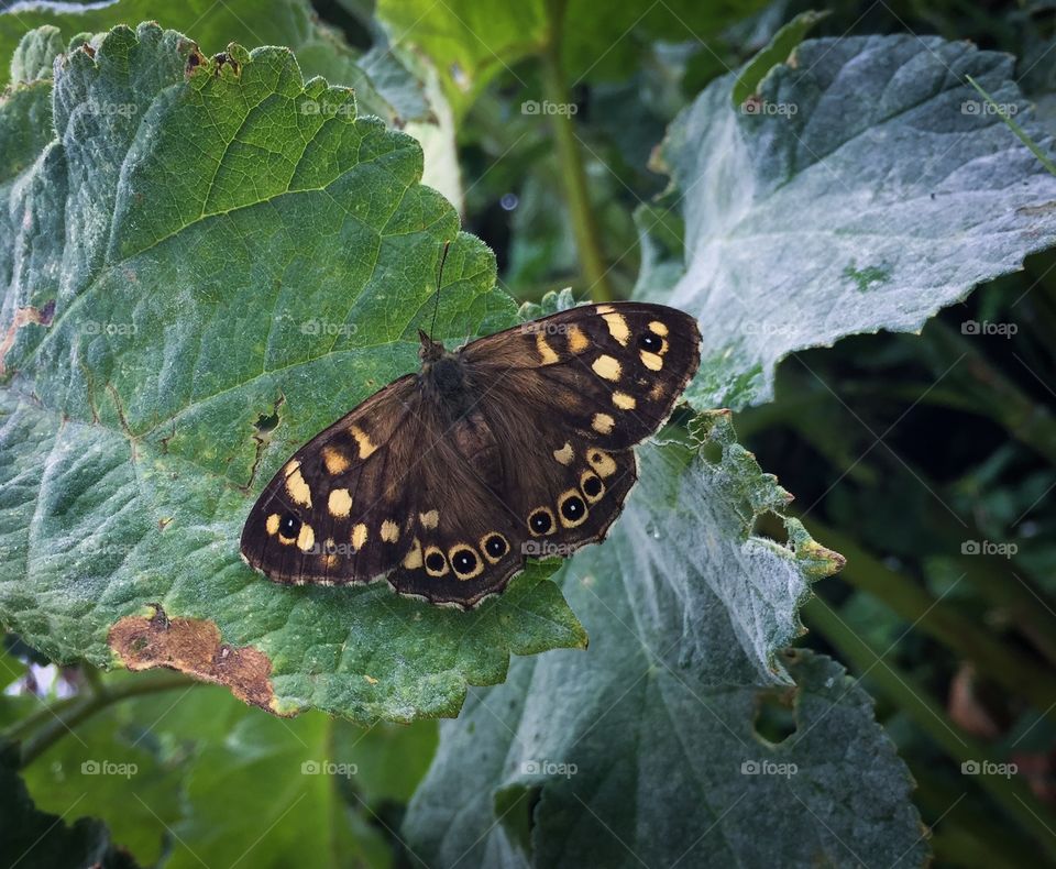 Speckled Wood Butterfly On A Leaf