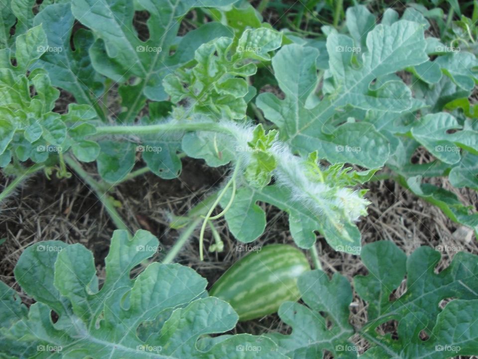 Baby Watermelon 