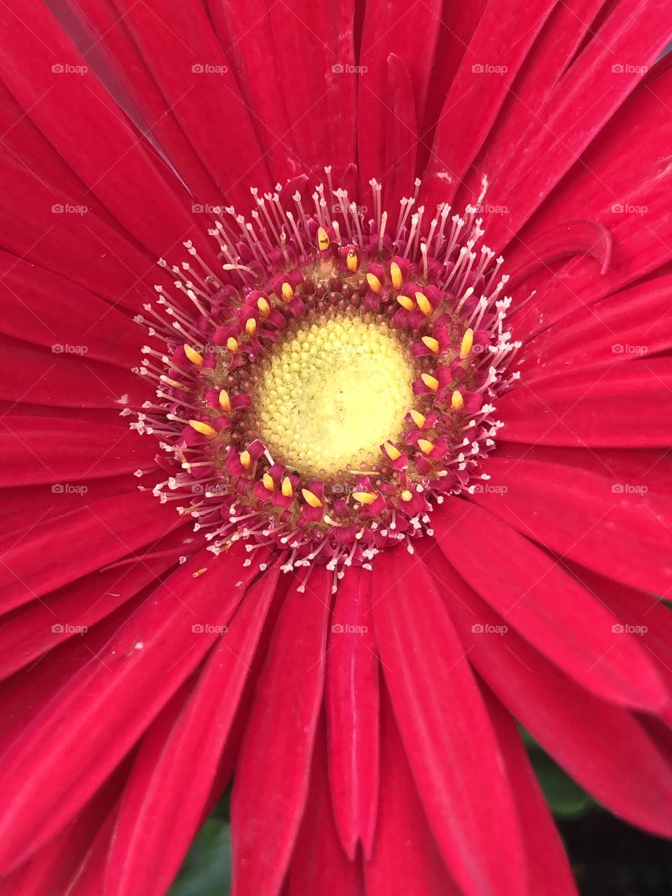 Red Gerber daisy close up blooming 
