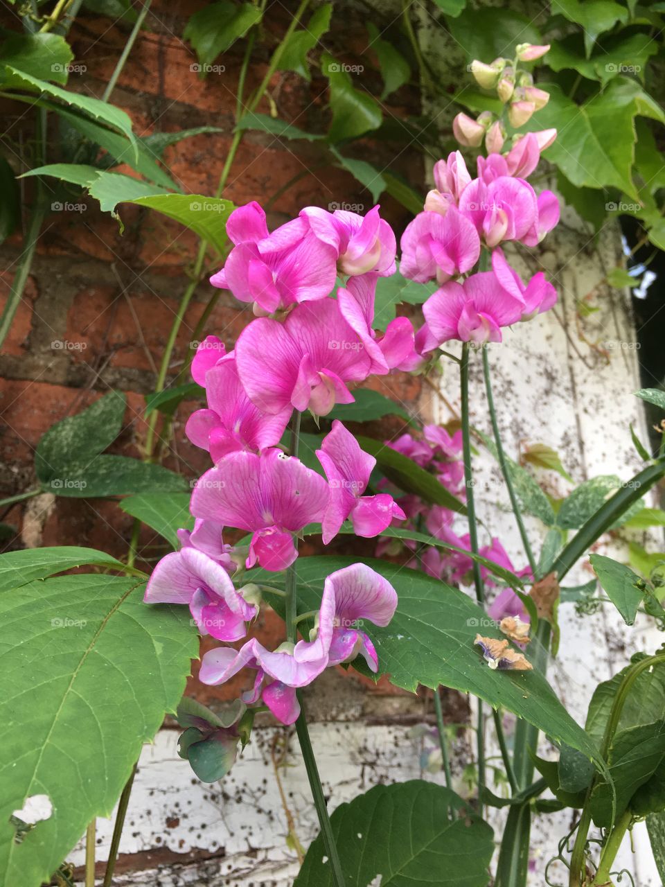 Pink delicate flowers 