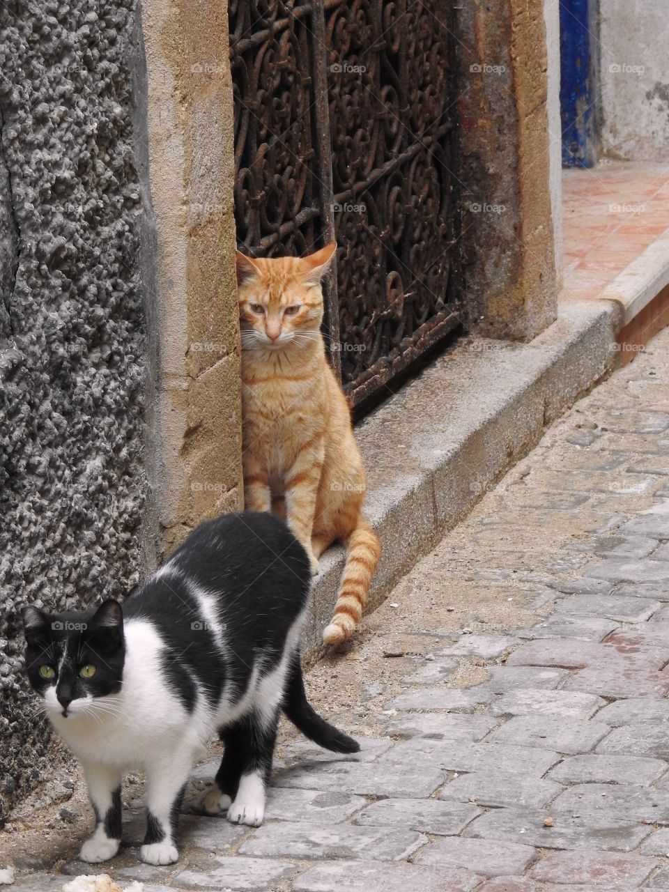 Two tabby cat outdoor