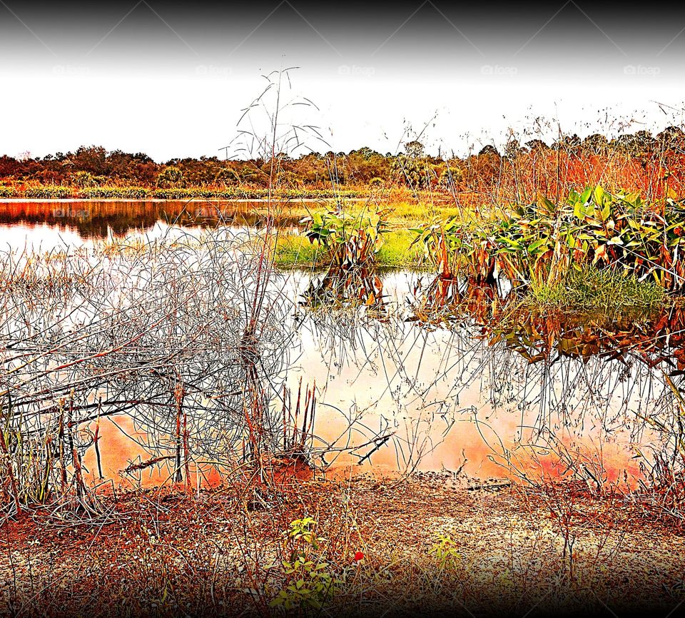 Wetlands

