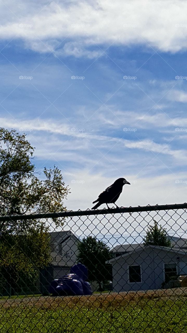 crow on a fence
