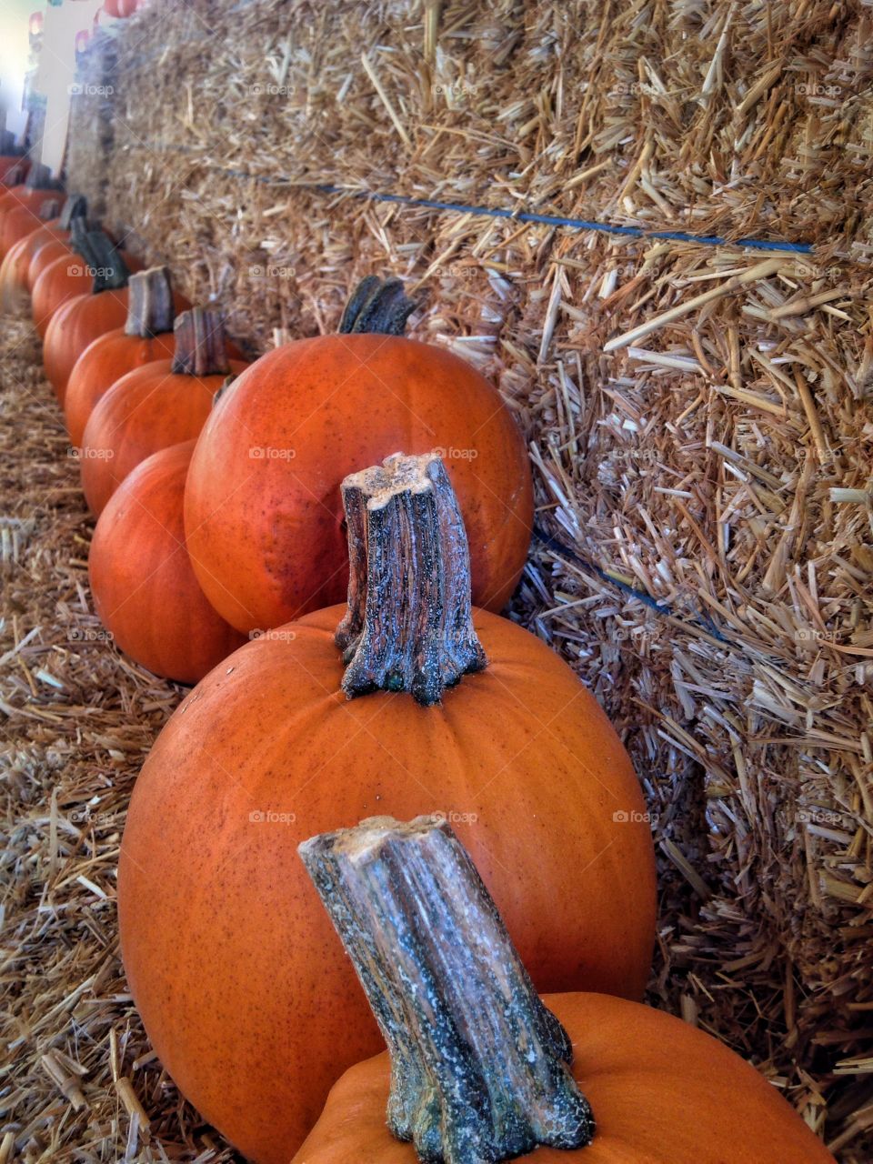 Row of orange pumpkin 