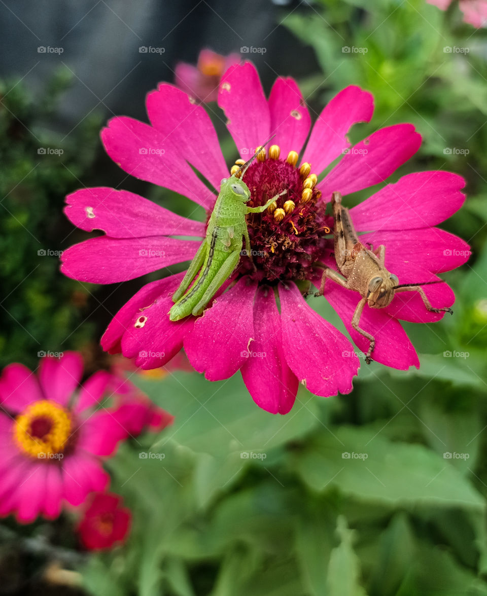 You can see a friendship in a flower