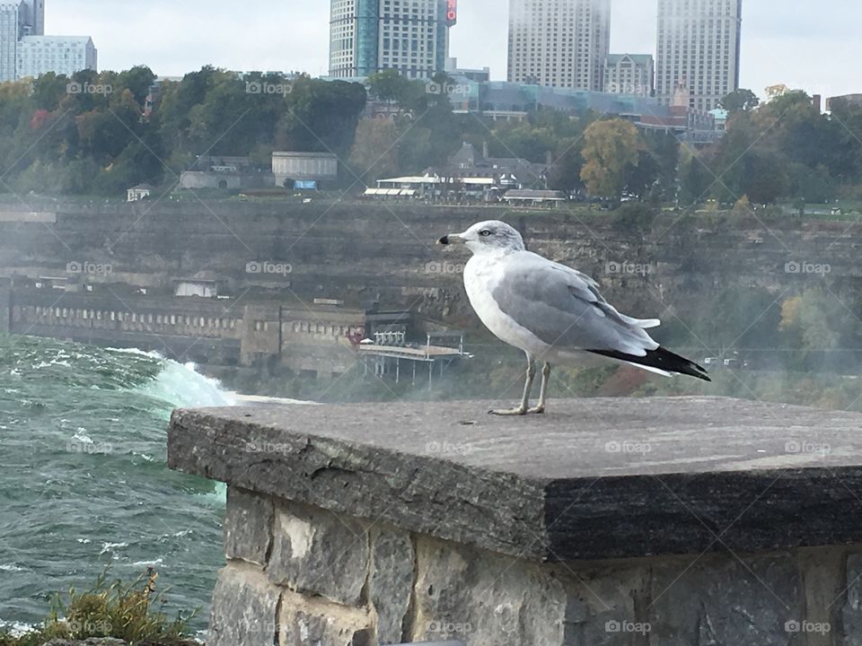 Seagull by the falls