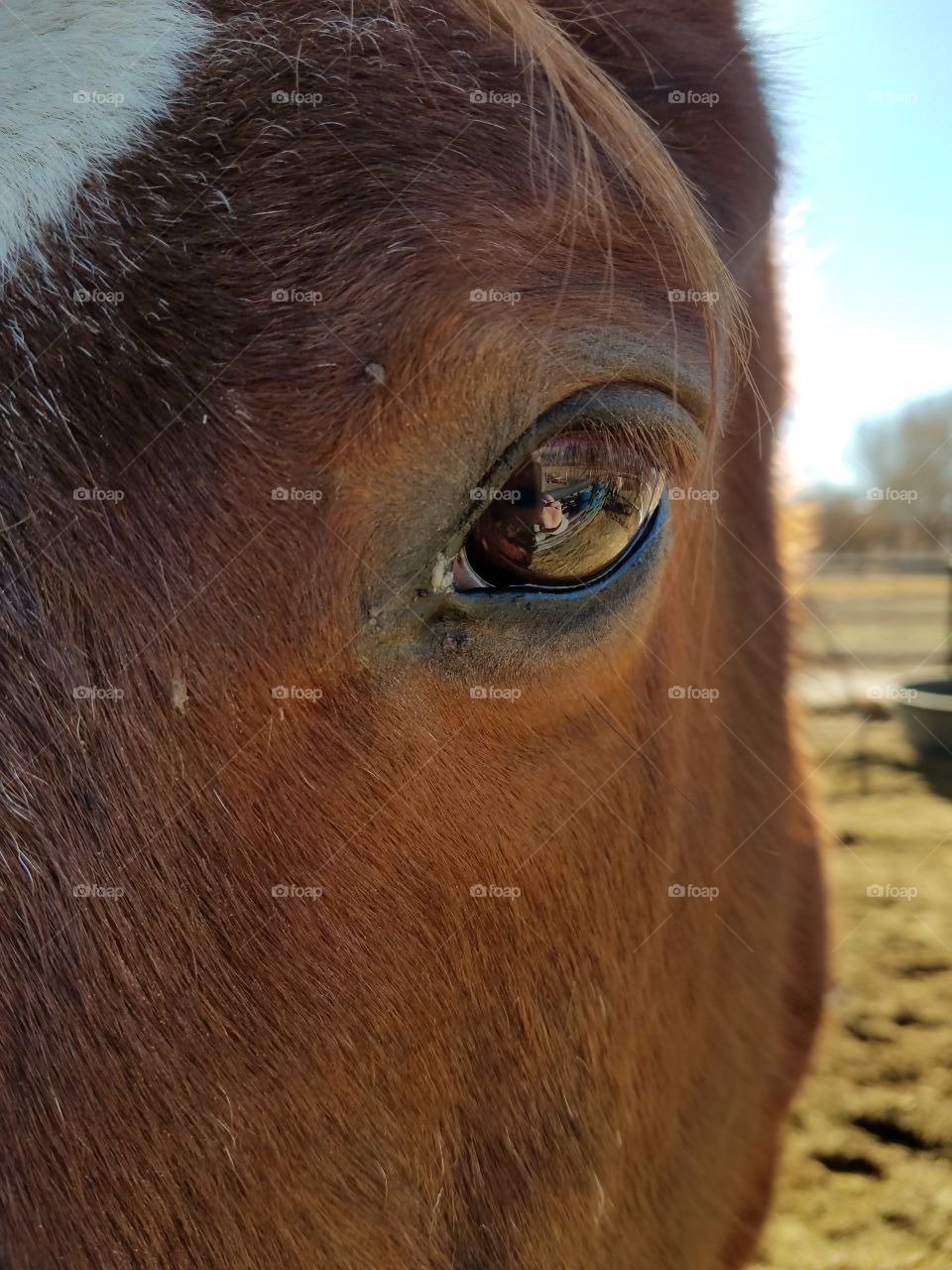 Horse Eye