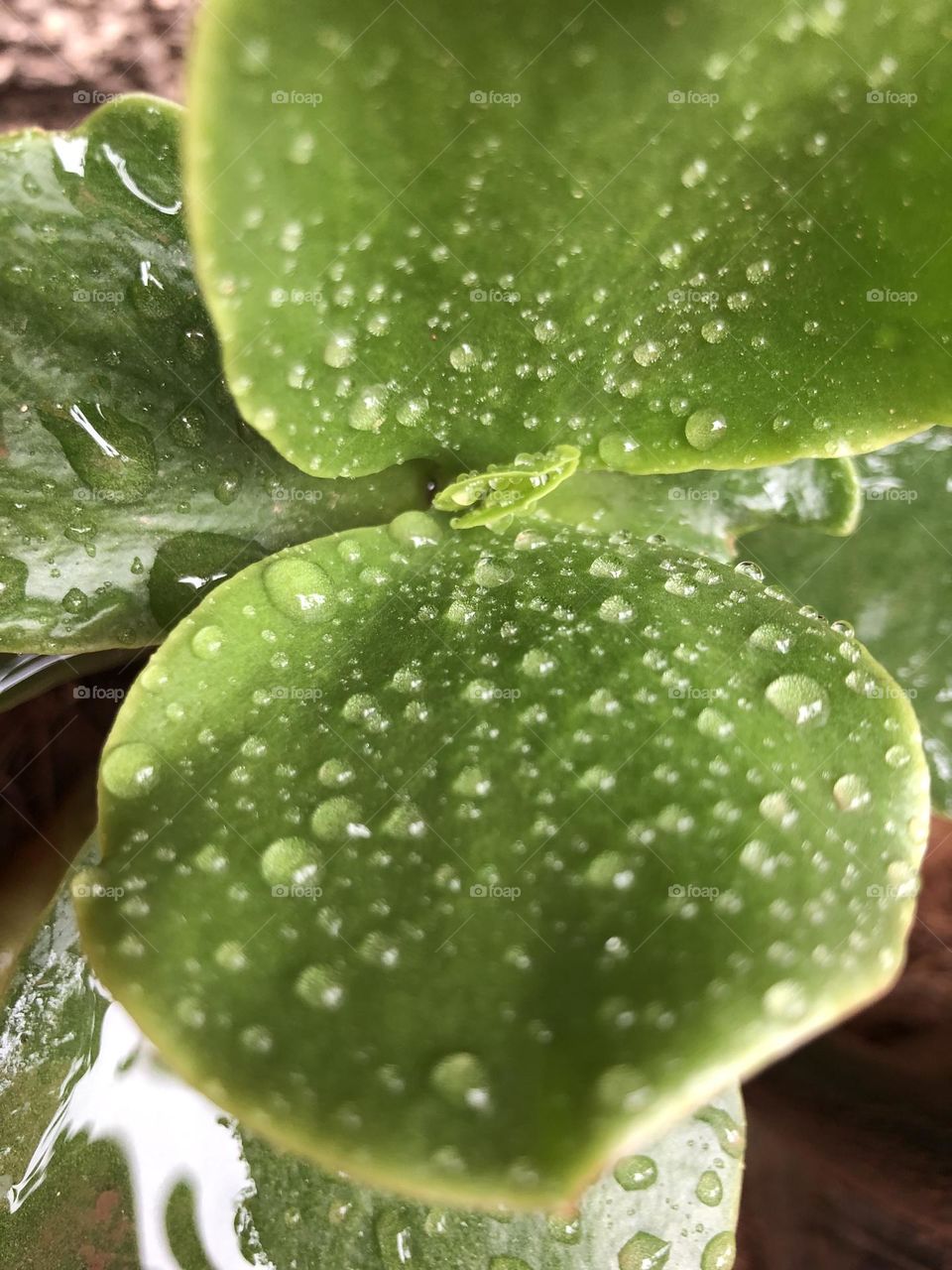 Beautiful droplets on a green leaves