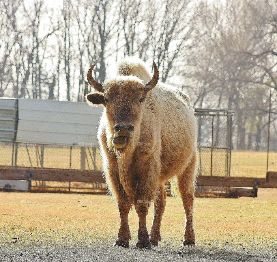 happy buffalo