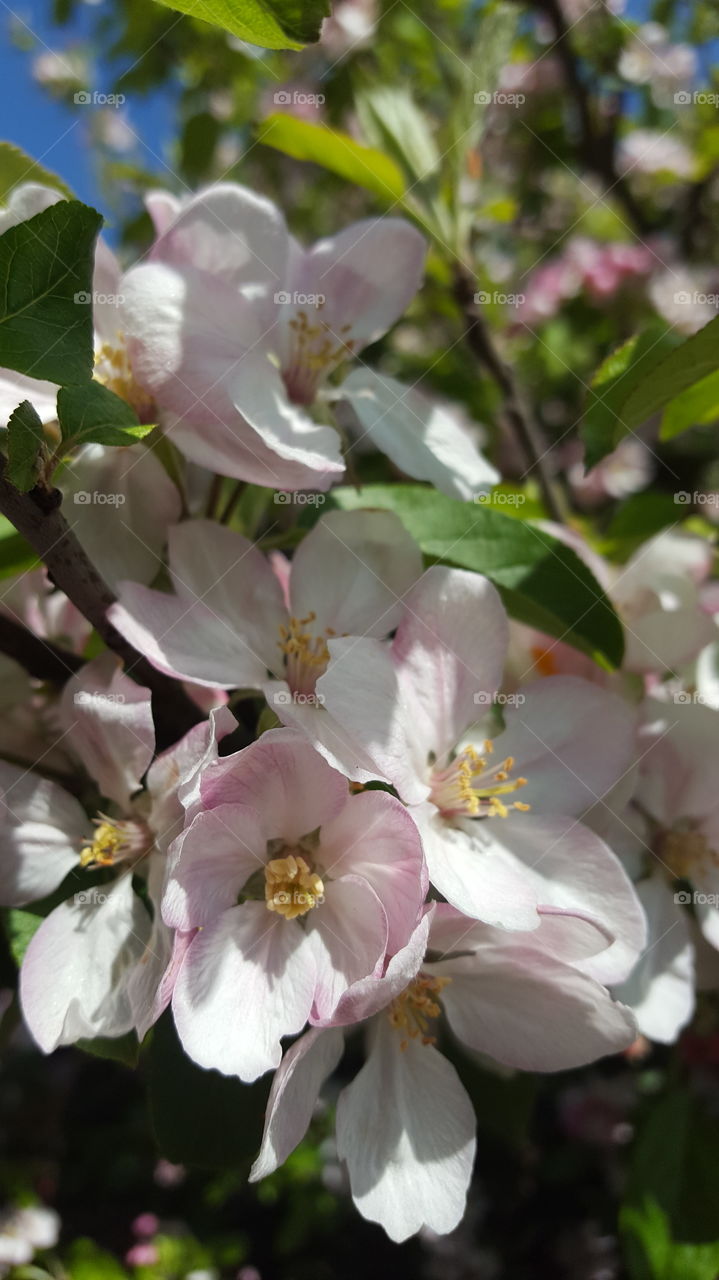 blossoms