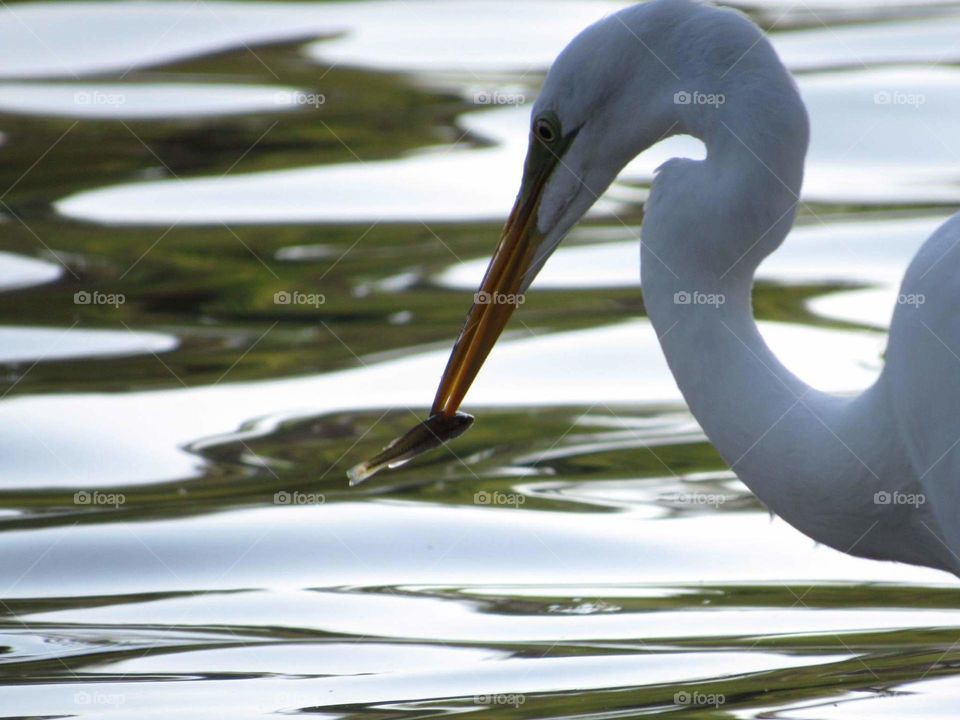 Great egret fishing