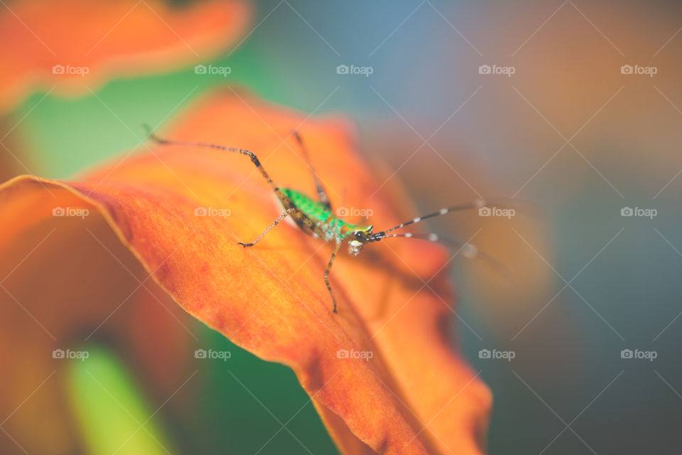 Tiny Green Grasshopper on an Orange Lily Petal