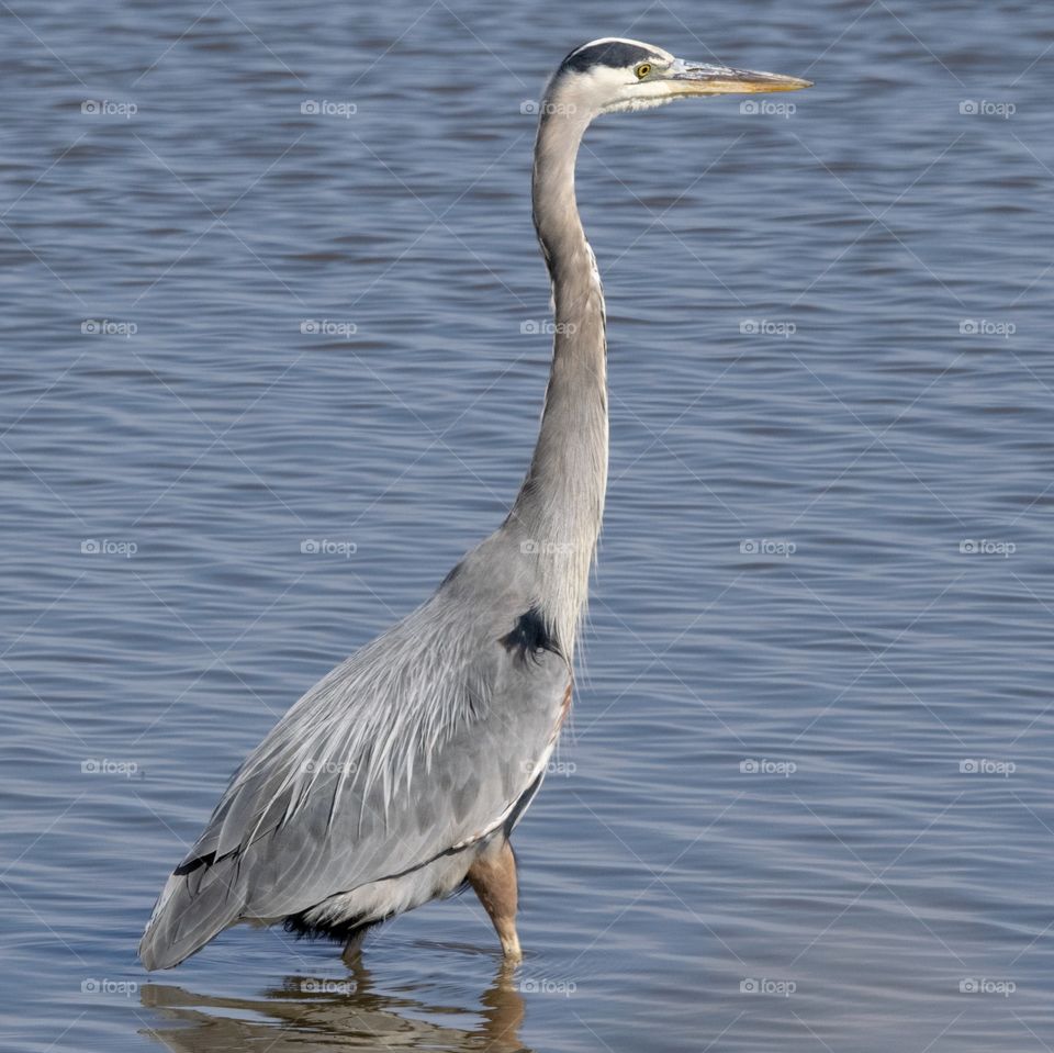 Great Blue Heron at the Jersey shore. 