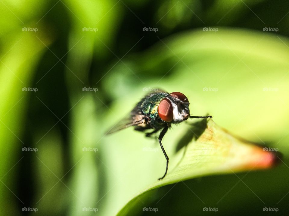Close up house fly not in the house. 