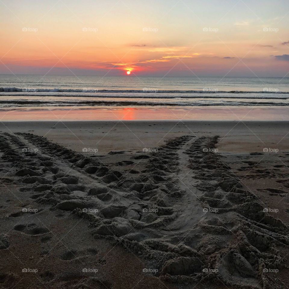 Loggerhead Turtle false crawl