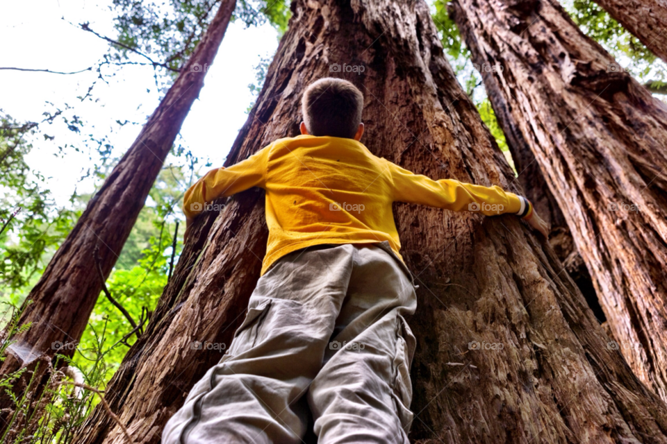 outdoors photography woods california by jmsilva59