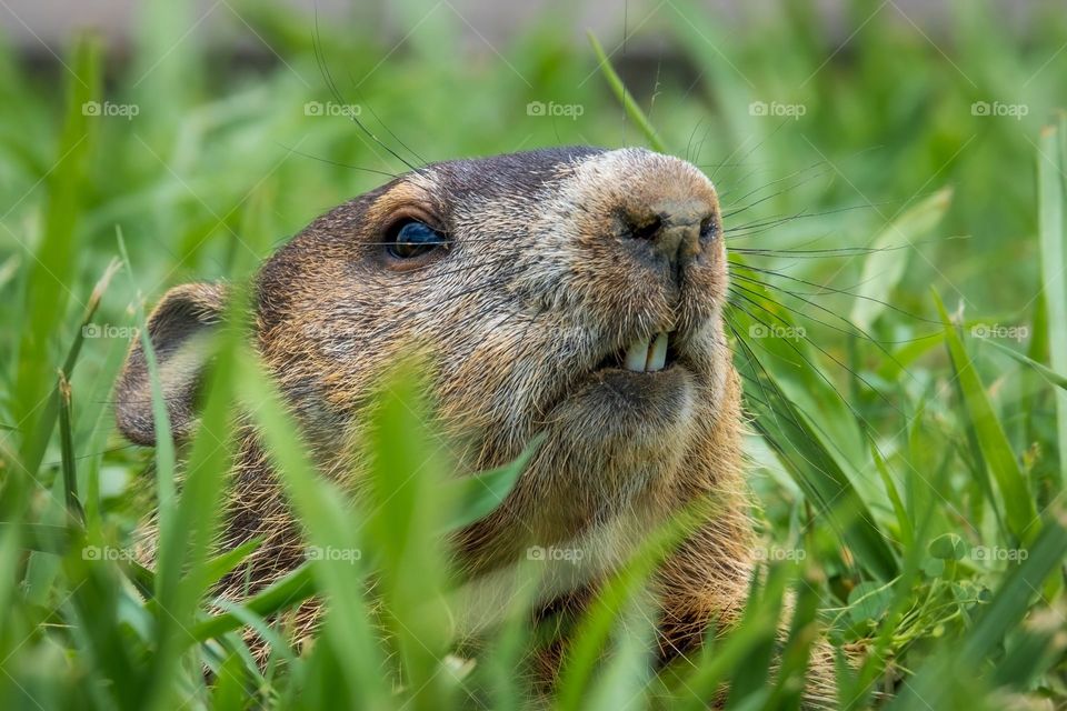 A groundhog peeking out of its burrow in the grass.