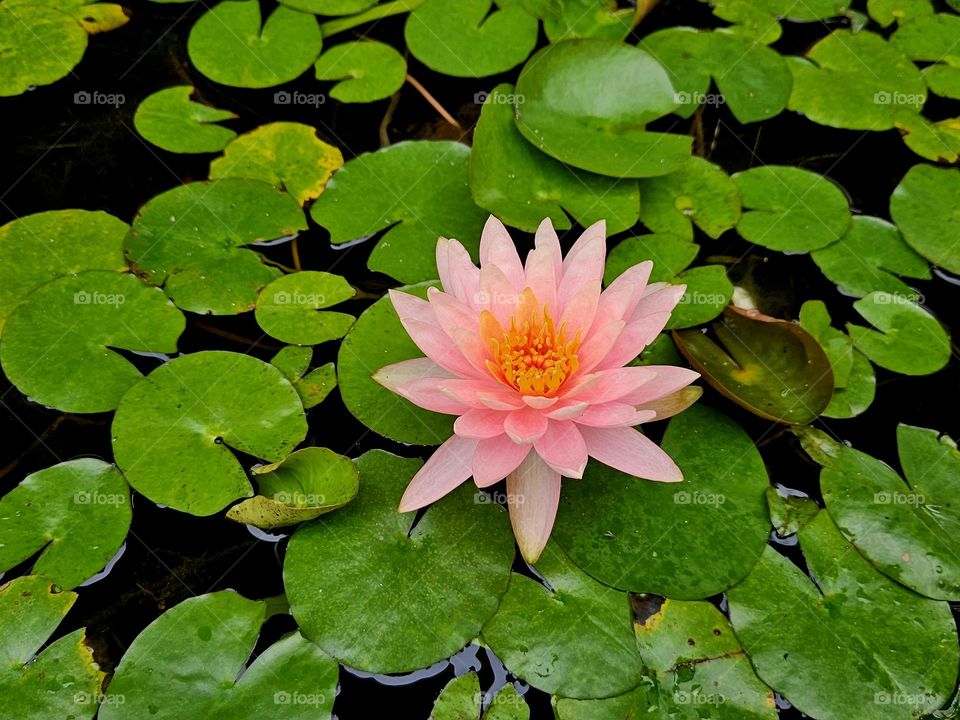 Red lotus with green leaves
