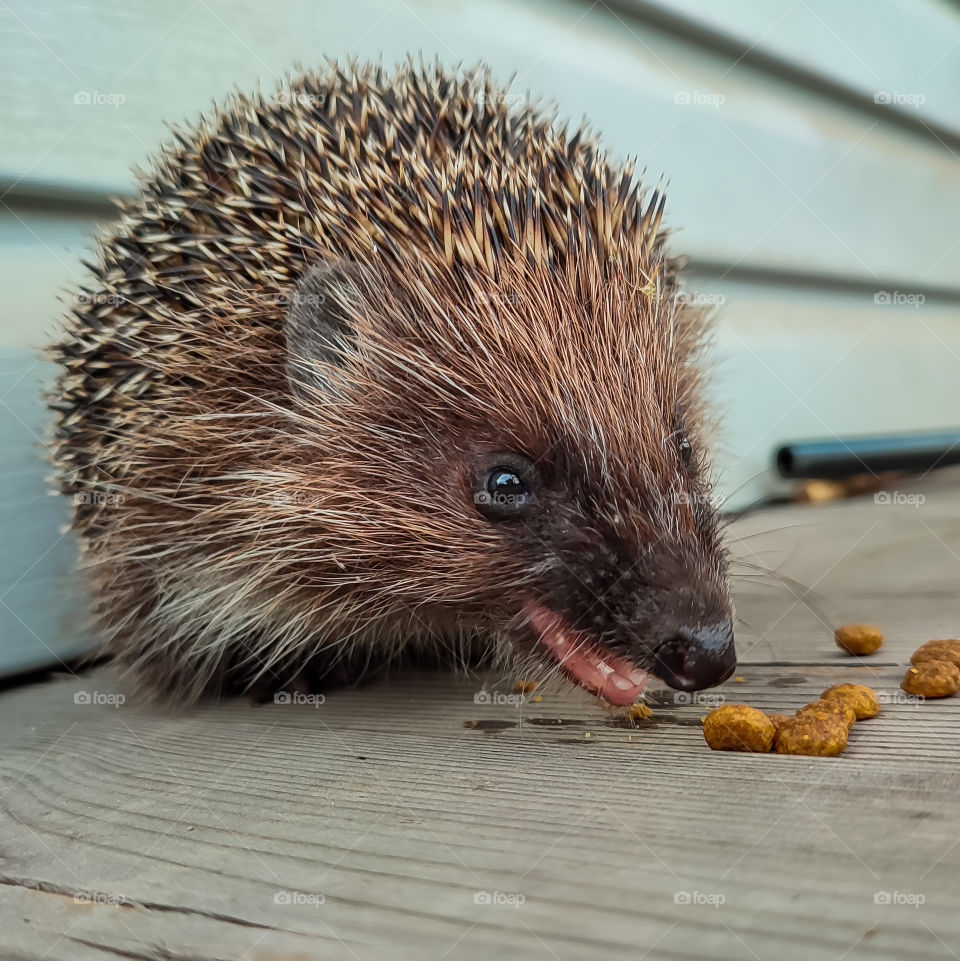 hedgehog eats