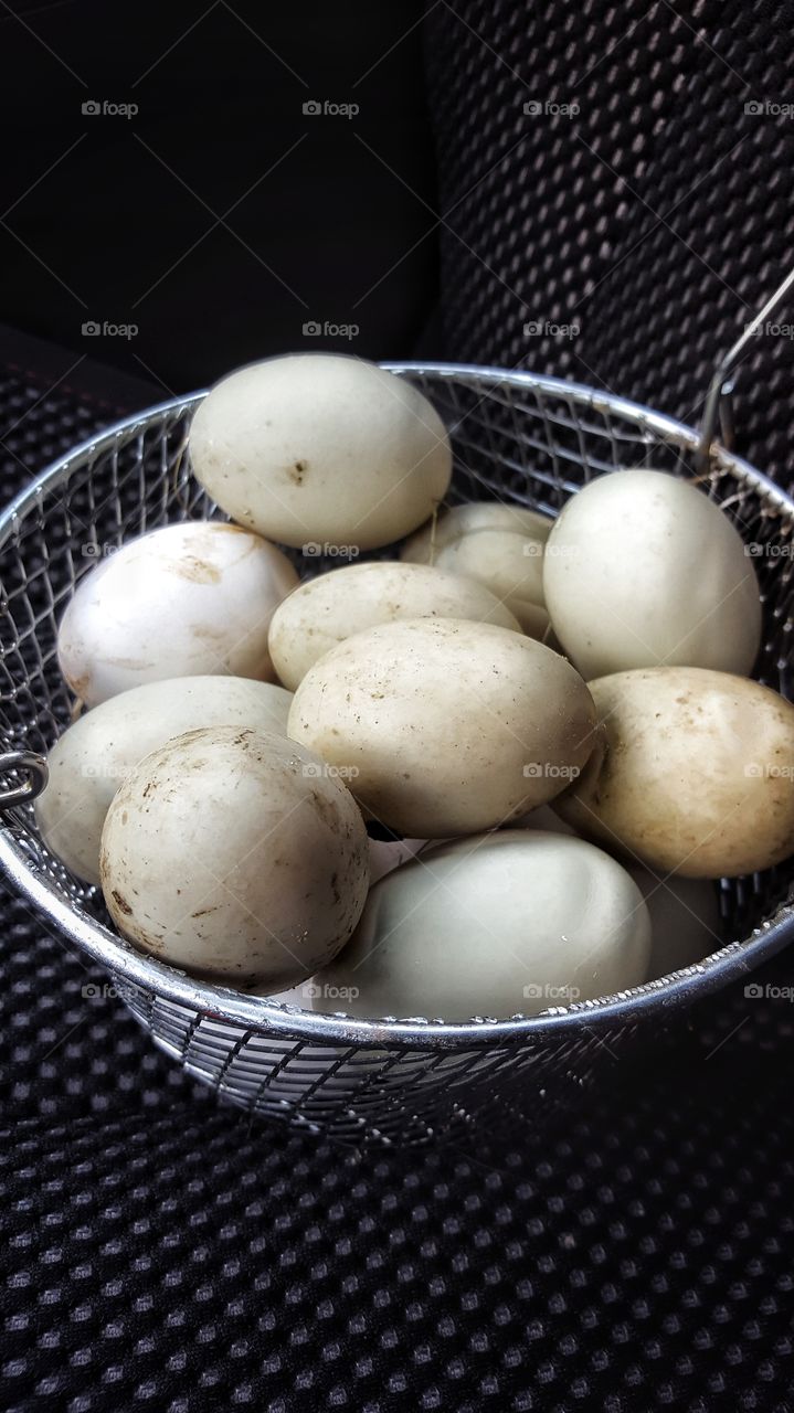 farm fresh duck eggs straight from the coop is seen in a wire mesh basket