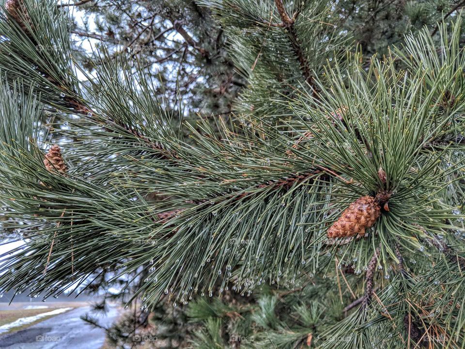 Rain drops on pine