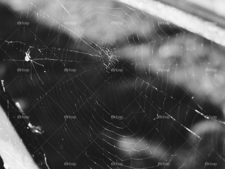 Spider web in black and white