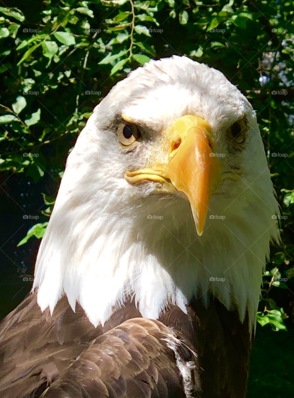 Zoo Animals- Eagle