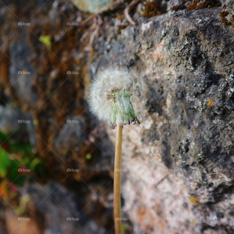 dandelion