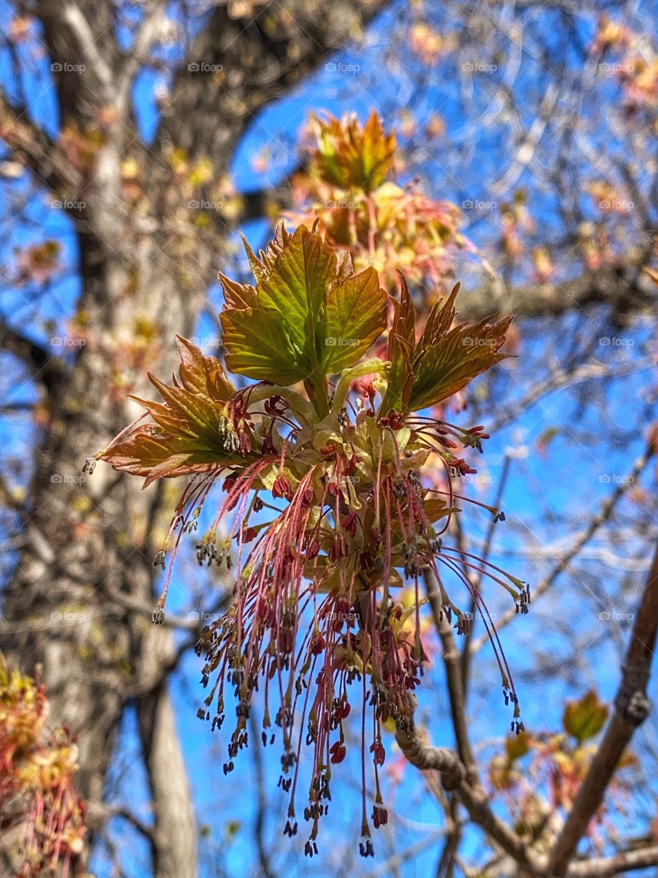 Trees coming back to life 