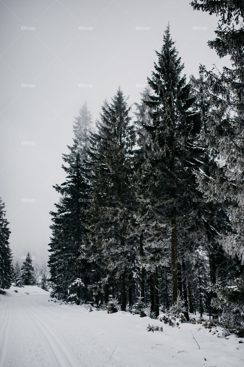 Walking into winter wonderland