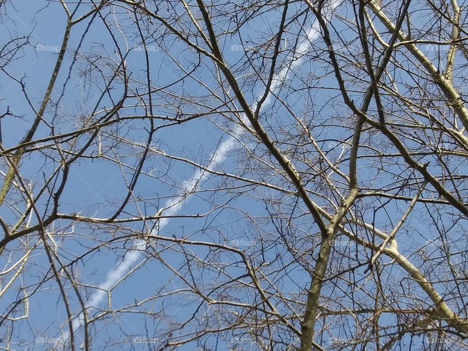 contrail and tree branches