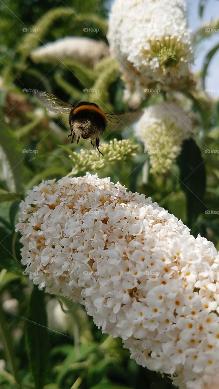 Bumblebee in the garden