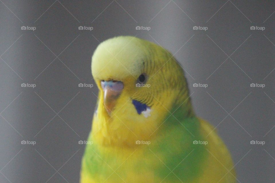 The sight of a very curious, bright happy budgerigar, with unique colouring.