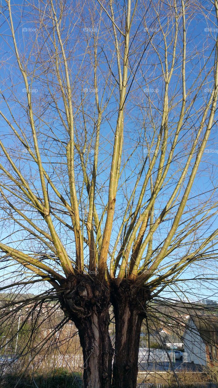 A willow tree in morning light
