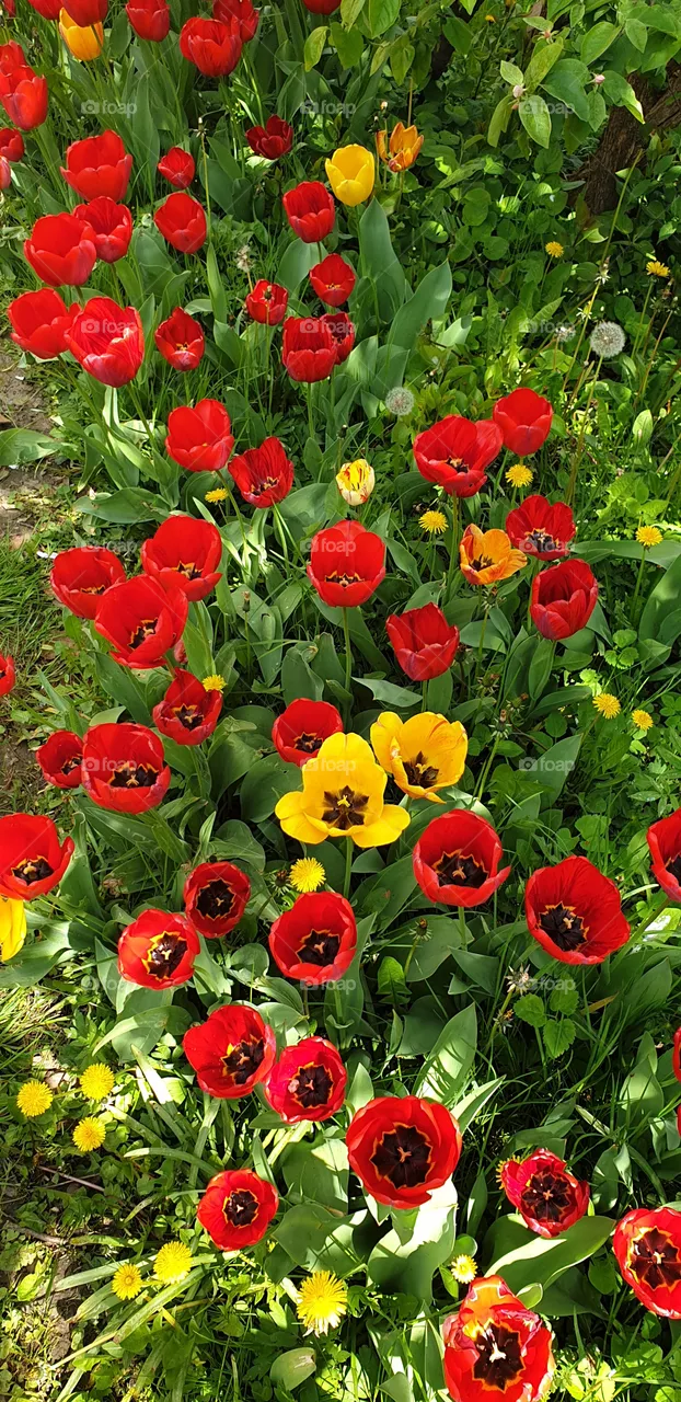 tulips