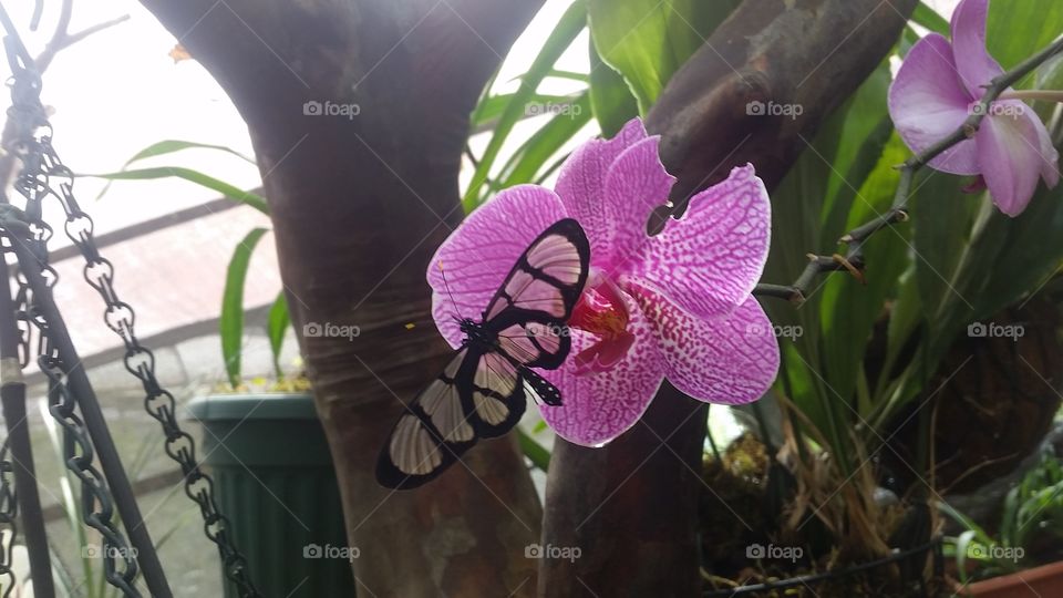 Butterfly on orchid