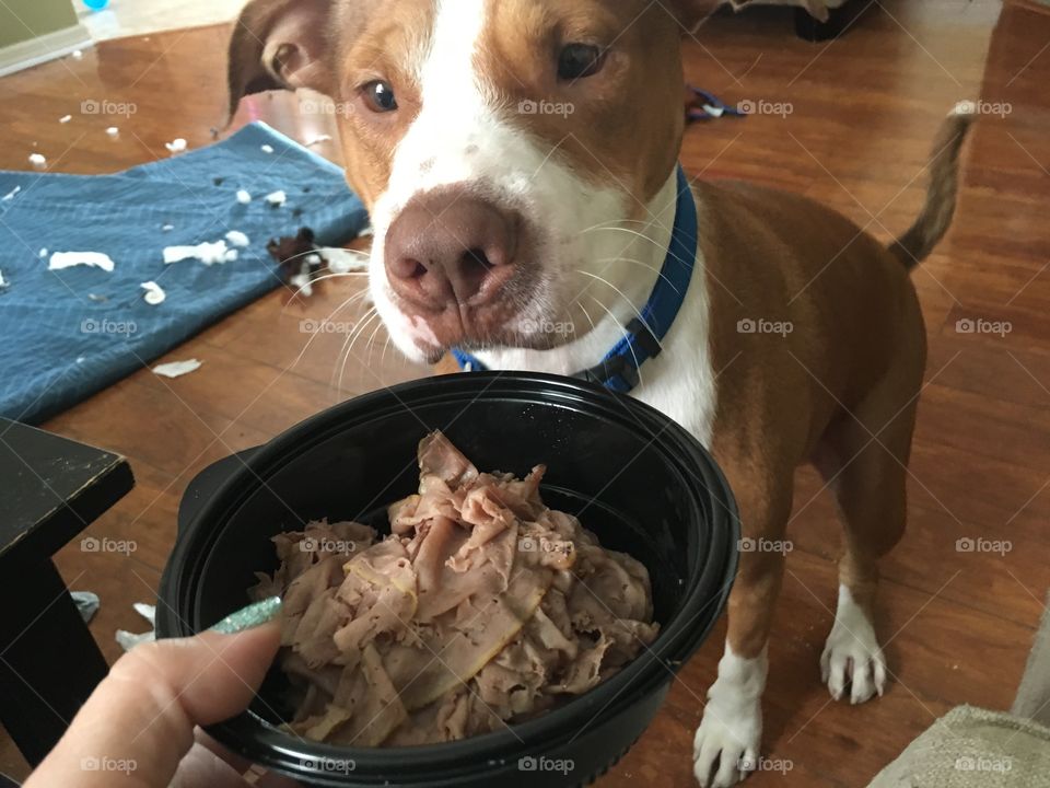 Beautiful pitbull gets bowl of roast beef