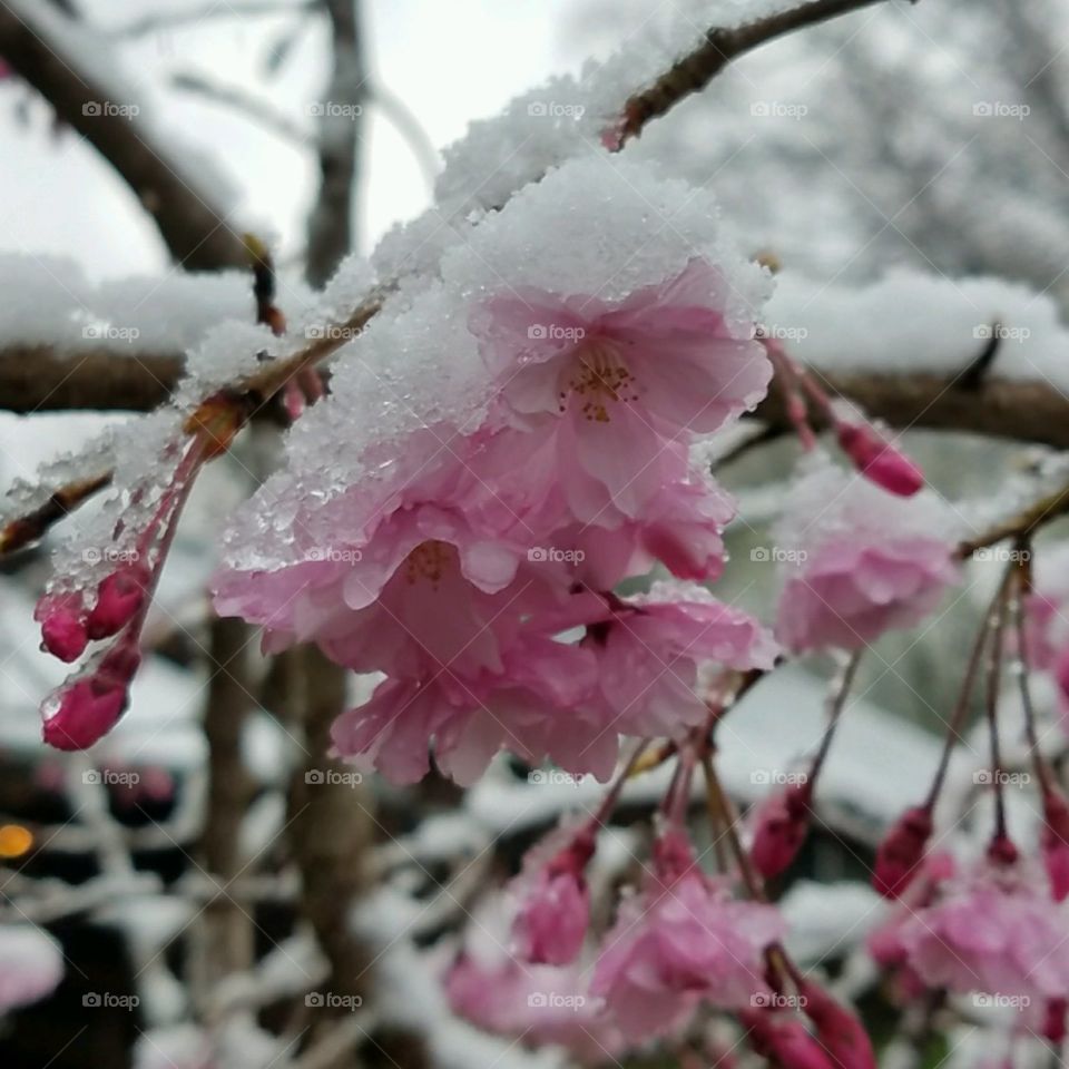 first full day of spring in tennessee AND IT SNOWS!