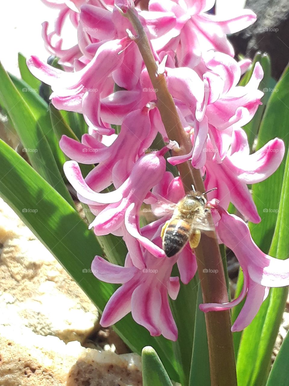 Honey Bee gathering nectar from a pink hiacynth in the sunshine