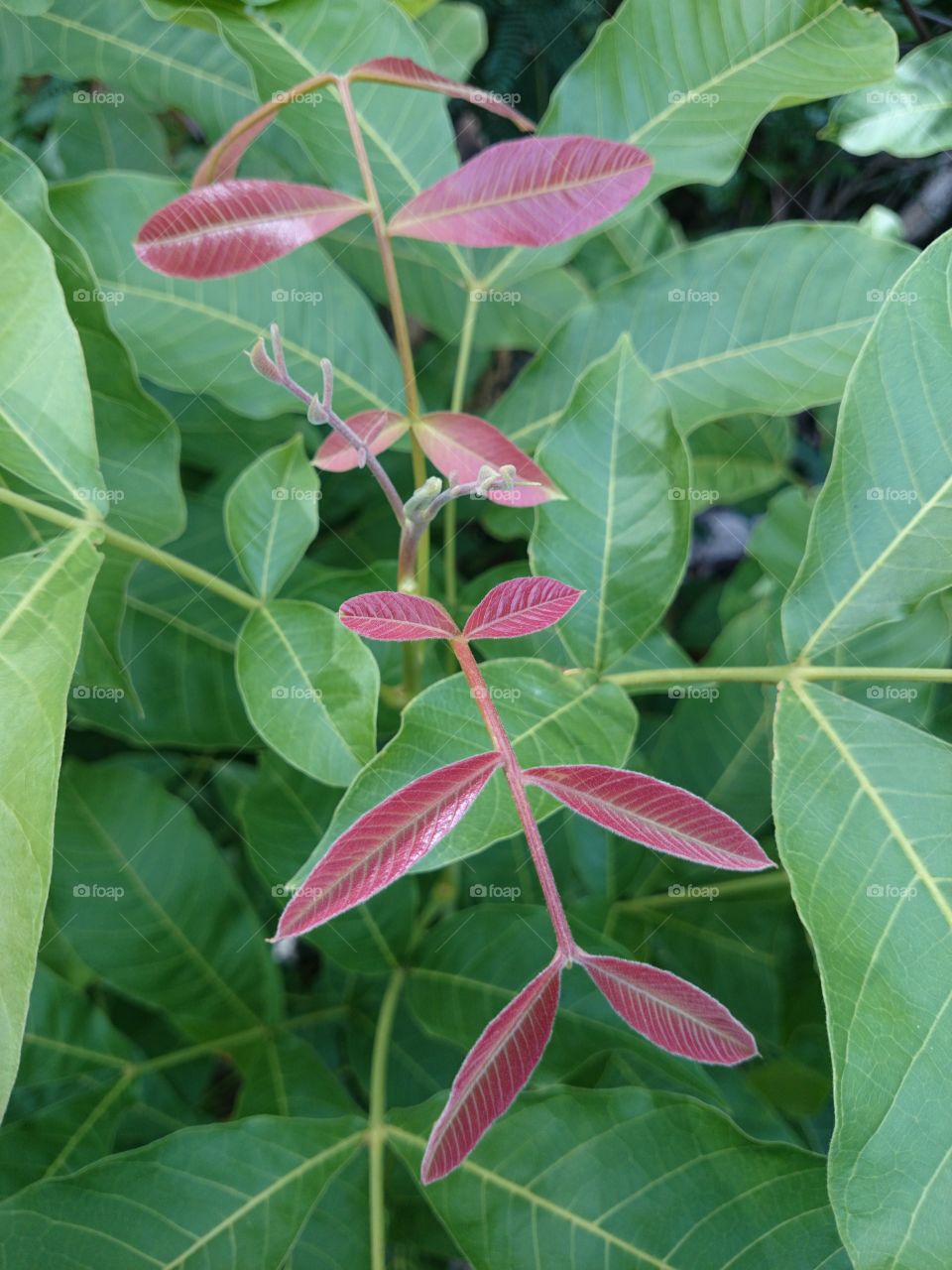 leaf red & green . red and green | leaf,  nature create 👍