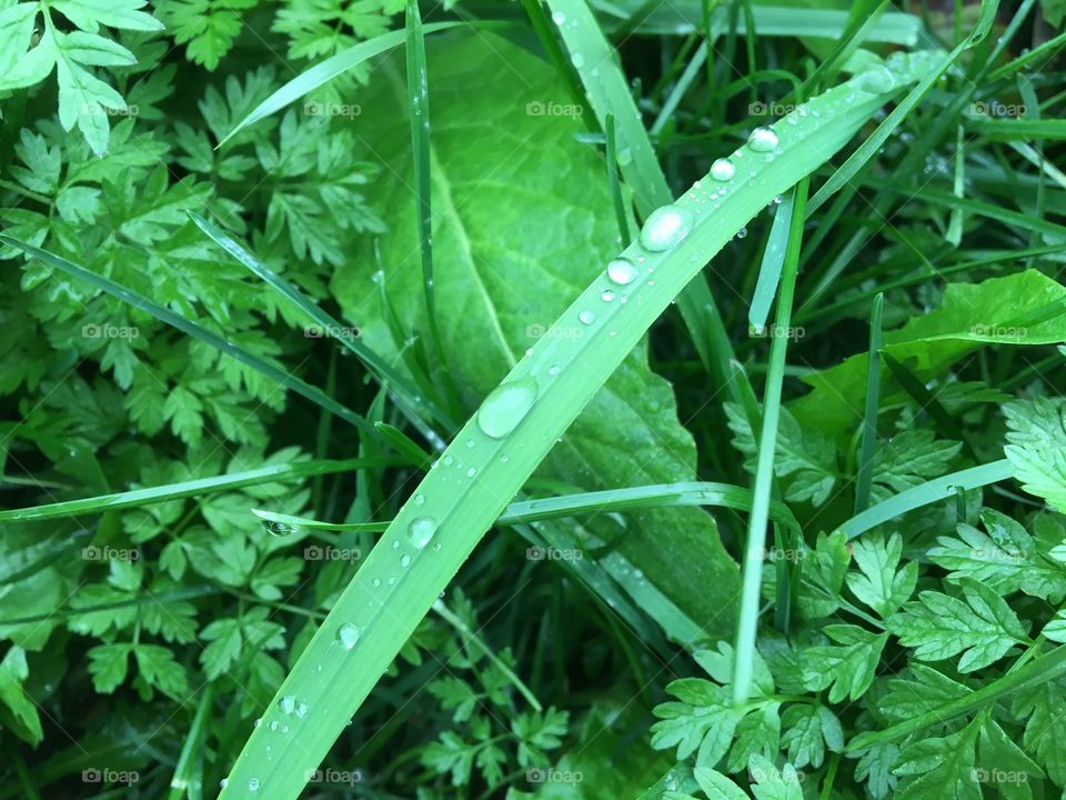 Fresh grass with waterdrops