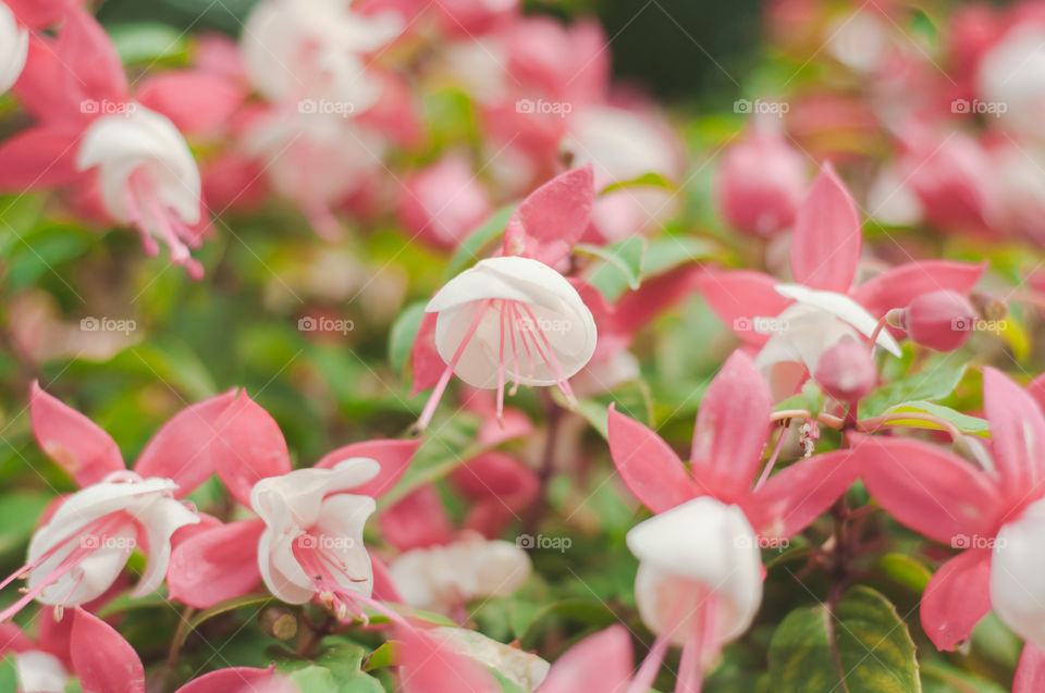 Flower, Nature, Flora, Garden, Leaf