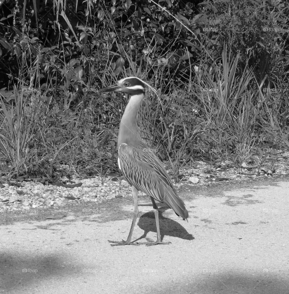 night heron bird