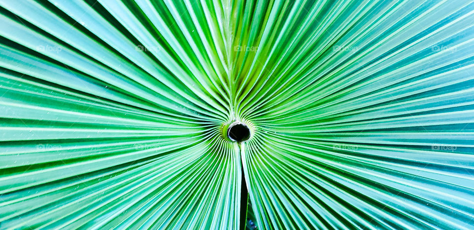 a palm frond showing 50 shades of green.