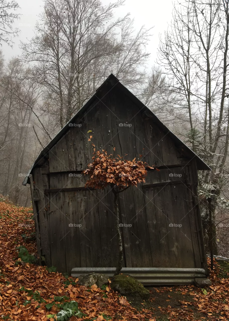 The Shack 