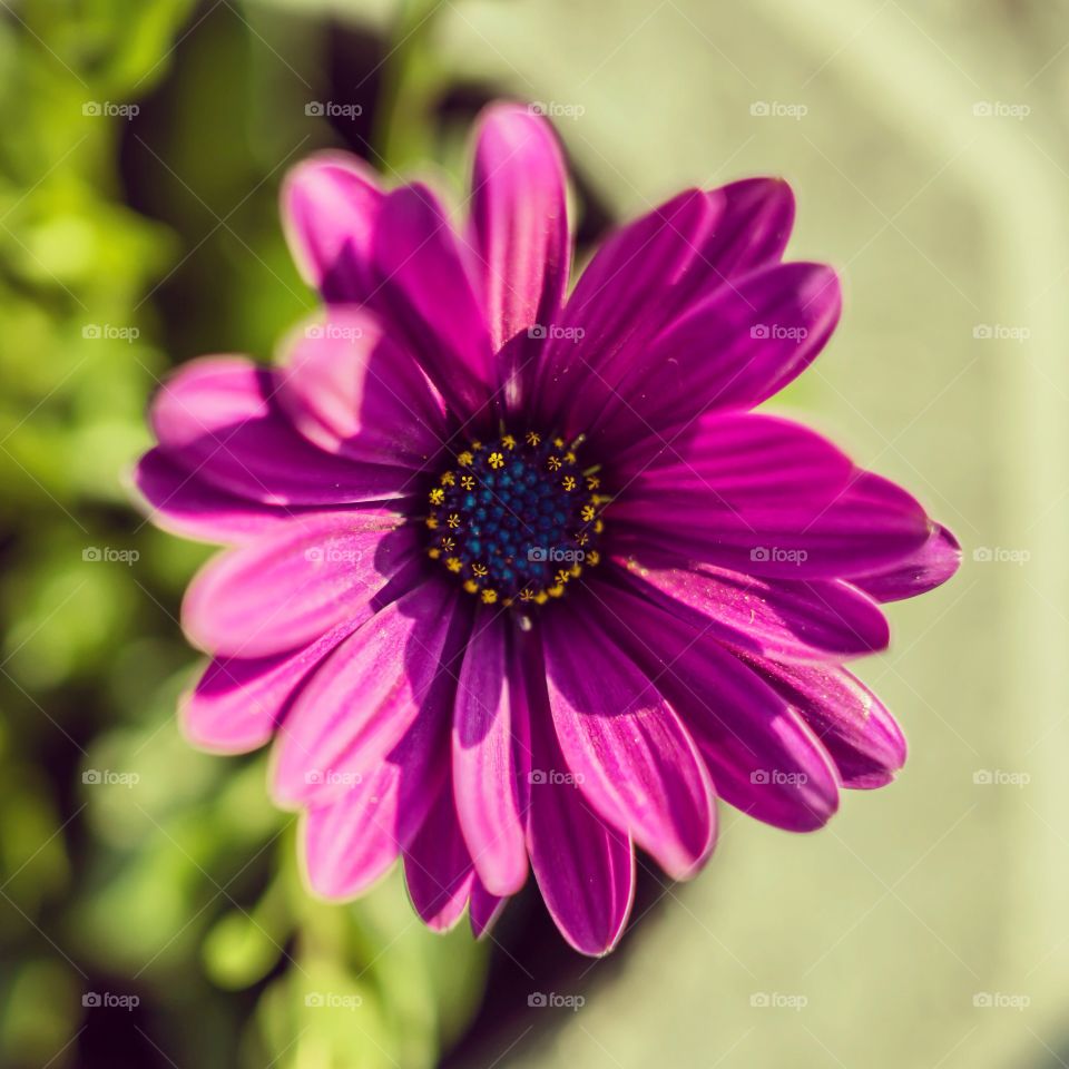 A pink flower at summer from above. 